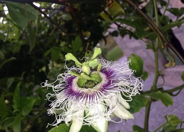 Casa de Férias Quinta Parque Nacional Peneda Geres *